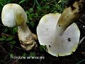 Tricholoma sulfurescens-amf1884
